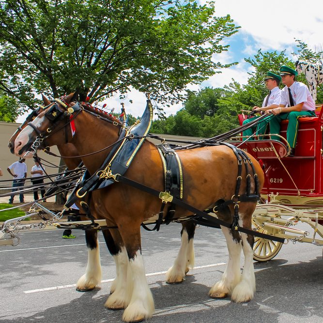 Clydesdales at Merrimack, NH Bud Plant