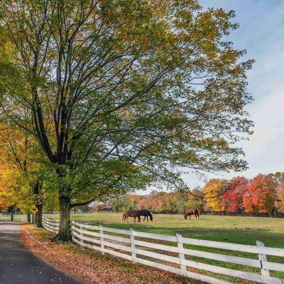 Horse Farm Hollis, NH