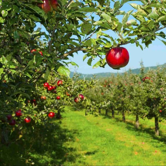 Londonderry Apple Orchard